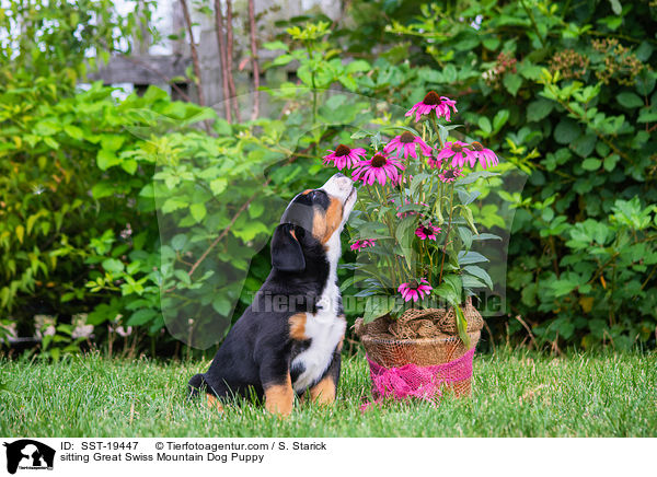 sitzender Groer Schweizer Sennenhund Welpe / sitting Great Swiss Mountain Dog Puppy / SST-19447