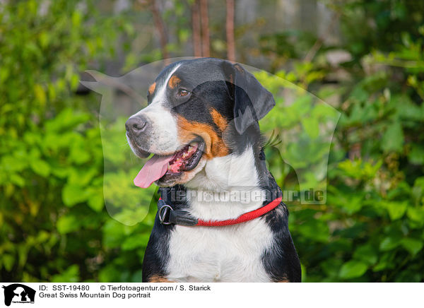 Great Swiss Mountain Dog portrait / SST-19480