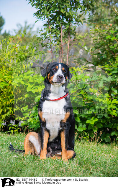 sitzender Groer Schweizer Sennenhund / sitting Great Swiss Mountain Dog / SST-19482