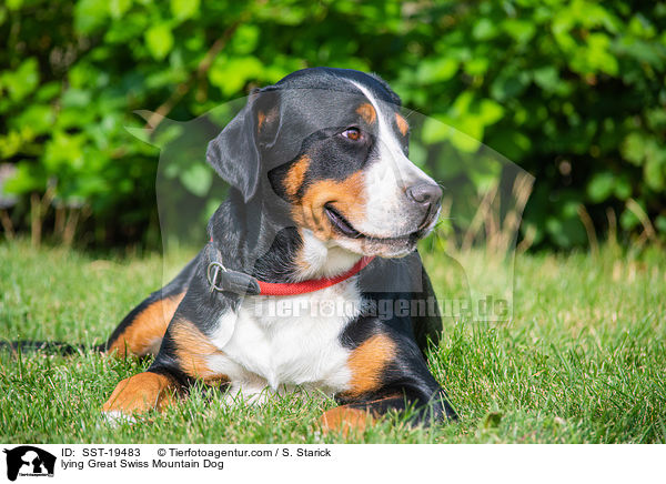 liegnder Groer Schweizer Sennenhund / lying Great Swiss Mountain Dog / SST-19483