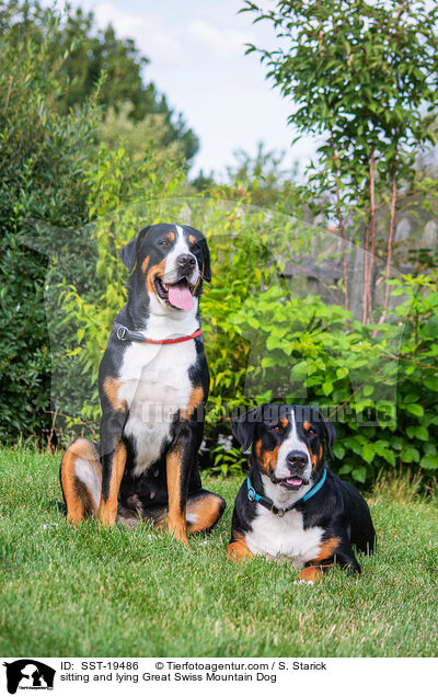 sitting and lying Great Swiss Mountain Dog / SST-19486