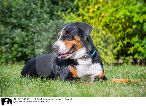 lying Great Swiss Mountain Dog / SST-19491