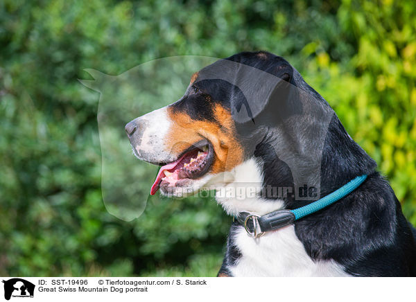 Great Swiss Mountain Dog portrait / SST-19496
