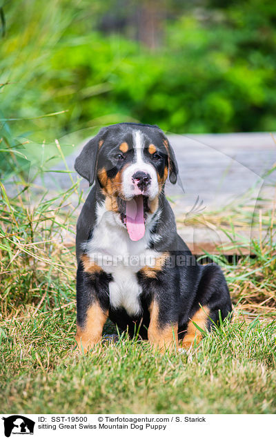 sitting Great Swiss Mountain Dog Puppy / SST-19500