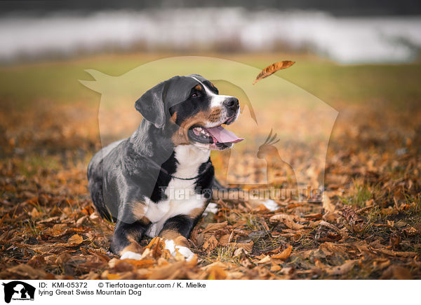 lying Great Swiss Mountain Dog / KMI-05372