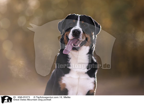 Groer Schweizer Sennenhund Portrait / Great Swiss Mountain Dog portrait / KMI-05373