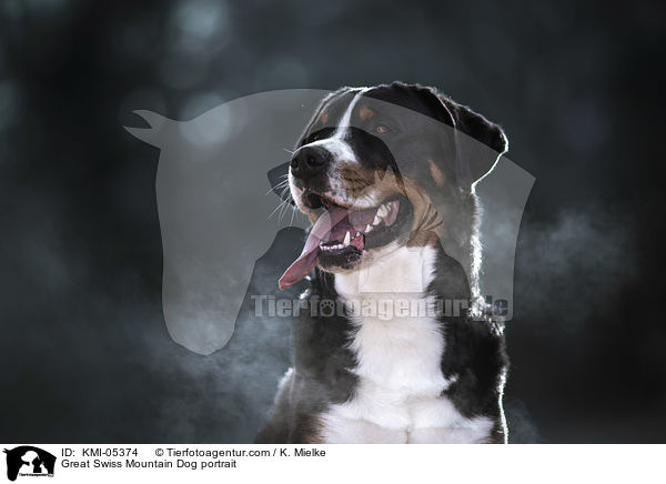 Groer Schweizer Sennenhund Portrait / Great Swiss Mountain Dog portrait / KMI-05374