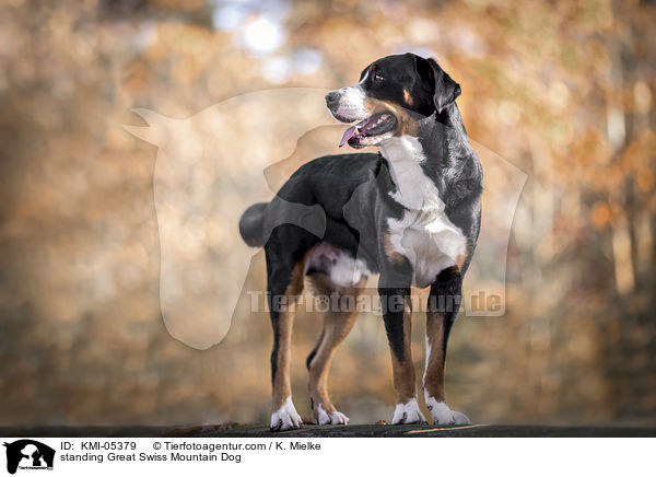 stehender Groer Schweizer Sennenhund / standing Great Swiss Mountain Dog / KMI-05379