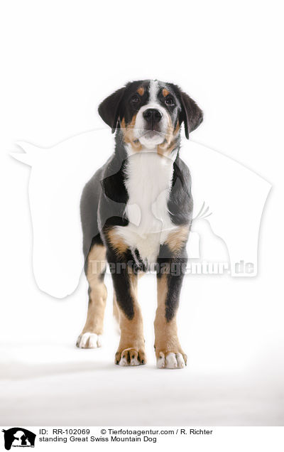 standing Great Swiss Mountain Dog / RR-102069
