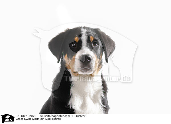 Great Swiss Mountain Dog portrait / RR-102072