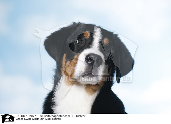 Great Swiss Mountain Dog portrait / RR-102077