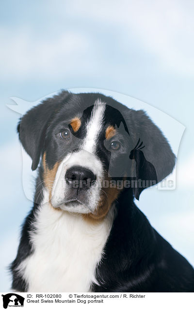 Great Swiss Mountain Dog portrait / RR-102080