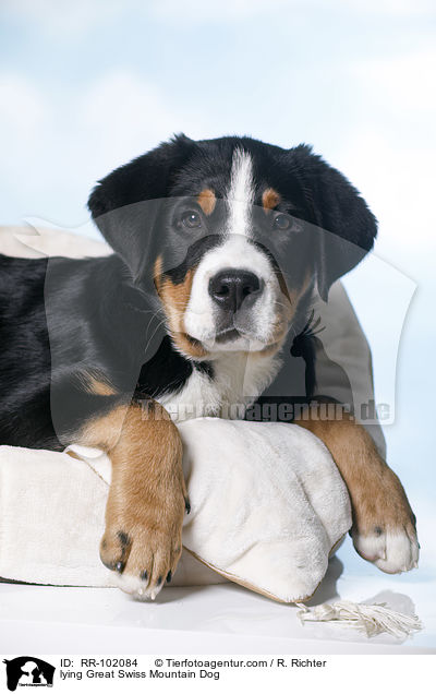 liegender Groer Schweizer Sennenhund / lying Great Swiss Mountain Dog / RR-102084