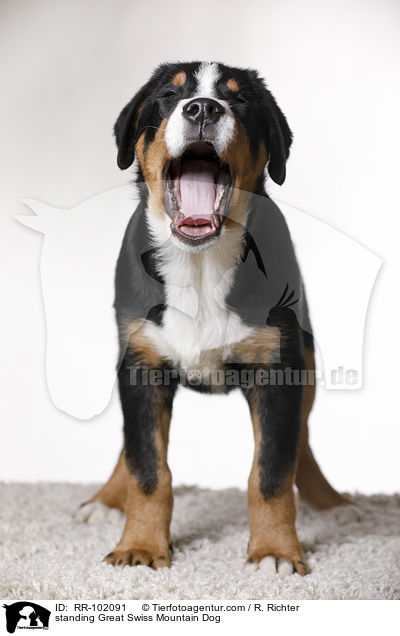 standing Great Swiss Mountain Dog / RR-102091