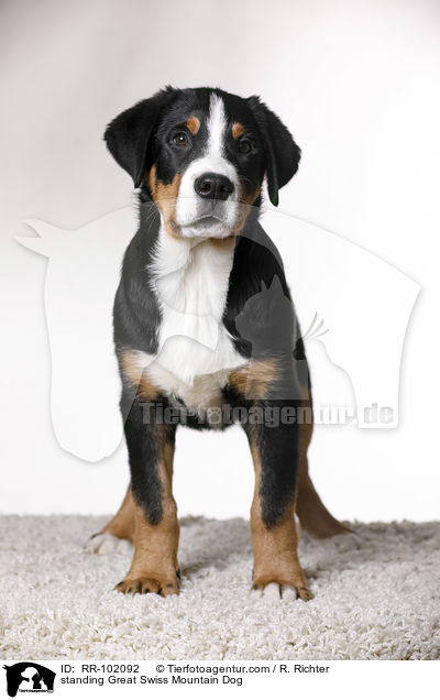 stehender Groer Schweizer Sennenhund / standing Great Swiss Mountain Dog / RR-102092