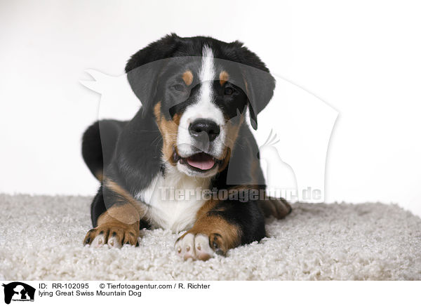 lying Great Swiss Mountain Dog / RR-102095