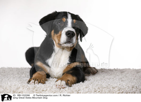 liegender Groer Schweizer Sennenhund / lying Great Swiss Mountain Dog / RR-102096