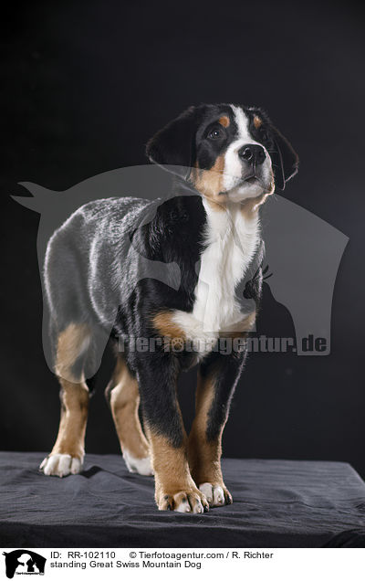 stehender Groer Schweizer Sennenhund / standing Great Swiss Mountain Dog / RR-102110