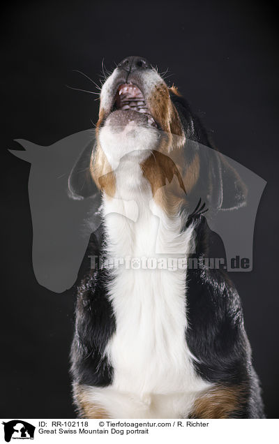 Groer Schweizer Sennenhund Portrait / Great Swiss Mountain Dog portrait / RR-102118