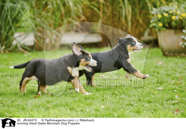 rennende Groer Schweizer Sennenhund Welpen / running Great Swiss Mountain Dog Puppies / JR-04272