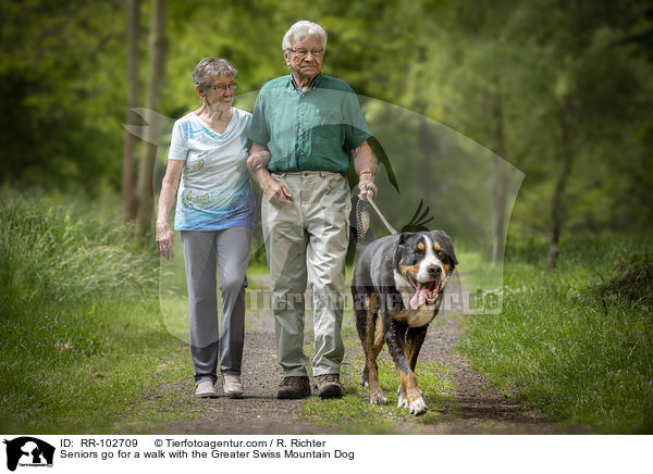Senioren gehen mit Groer Schweizer Sennenhund spazieren / Seniors go for a walk with the Greater Swiss Mountain Dog / RR-102709