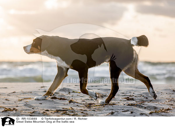 Great Swiss Mountain Dog at the baltic sea / RR-103889
