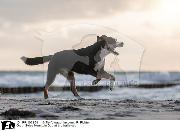 Groer Schweizer Sennenhund an der Ostsee / Great Swiss Mountain Dog at the baltic sea / RR-103898