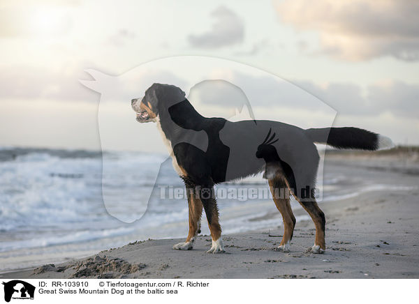 Groer Schweizer Sennenhund an der Ostsee / Great Swiss Mountain Dog at the baltic sea / RR-103910