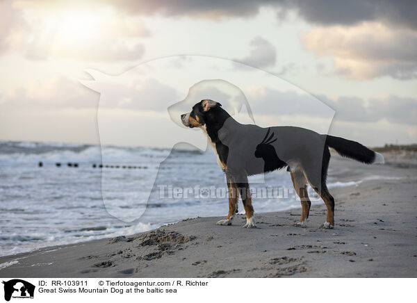 Groer Schweizer Sennenhund an der Ostsee / Great Swiss Mountain Dog at the baltic sea / RR-103911