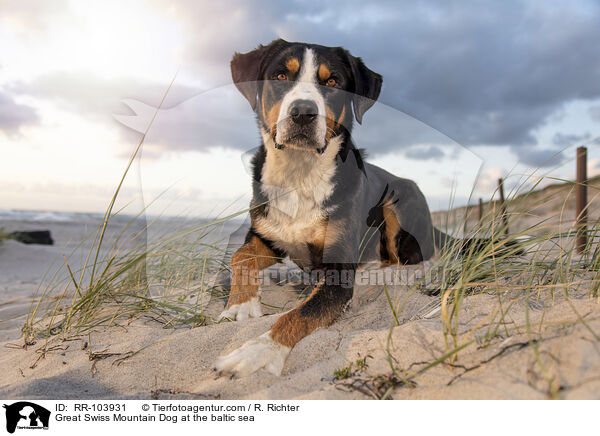 Groer Schweizer Sennenhund an der Ostsee / Great Swiss Mountain Dog at the baltic sea / RR-103931