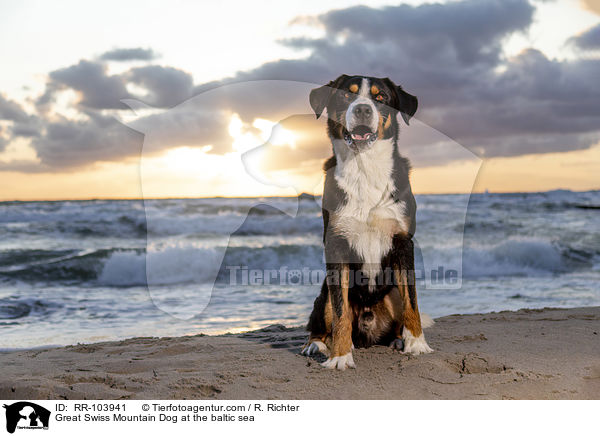 Groer Schweizer Sennenhund an der Ostsee / Great Swiss Mountain Dog at the baltic sea / RR-103941
