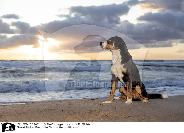 Groer Schweizer Sennenhund an der Ostsee / Great Swiss Mountain Dog at the baltic sea / RR-103942