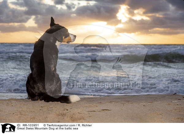 Groer Schweizer Sennenhund an der Ostsee / Great Swiss Mountain Dog at the baltic sea / RR-103951