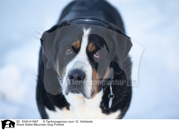 Great Swiss Mountain Dog Portrait / EHO-01897
