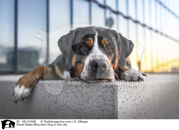 Grosser Schweizer Sennenhund in der Stadt / Great Swiss Mountain Dog in the city / AE-01599
