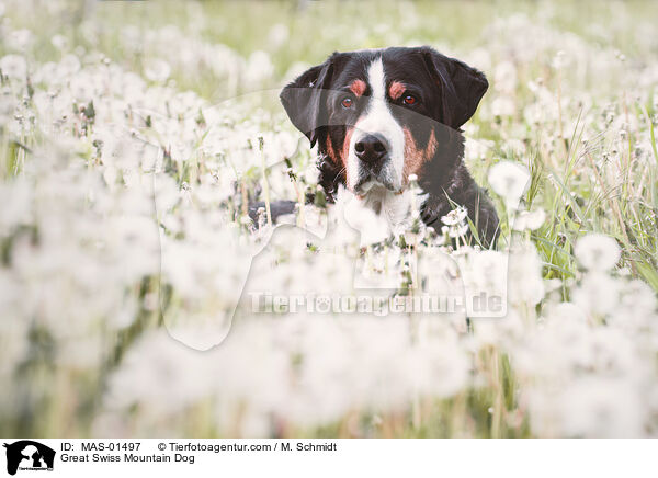 Groer Schweizer Sennenhund / Great Swiss Mountain Dog / MAS-01497