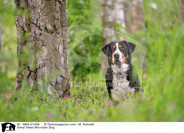 Groer Schweizer Sennenhund / Great Swiss Mountain Dog / MAS-01498