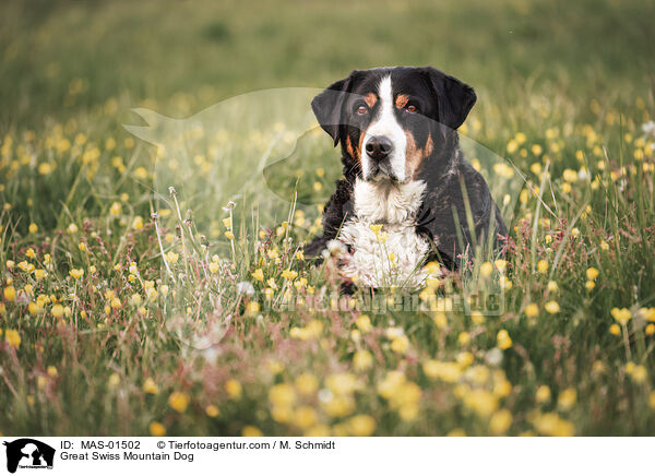Groer Schweizer Sennenhund / Great Swiss Mountain Dog / MAS-01502