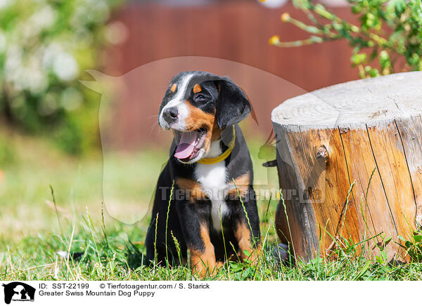 Groer Schweizer Sennenhund Welpe / Greater Swiss Mountain Dog Puppy / SST-22199