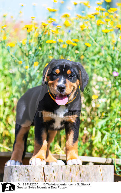 Groer Schweizer Sennenhund Welpe / Greater Swiss Mountain Dog Puppy / SST-22200