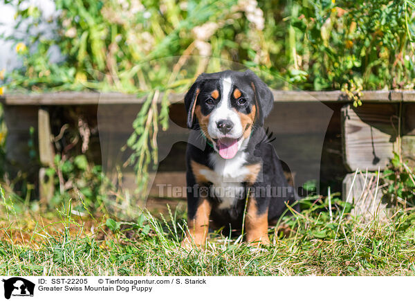 Groer Schweizer Sennenhund Welpe / Greater Swiss Mountain Dog Puppy / SST-22205