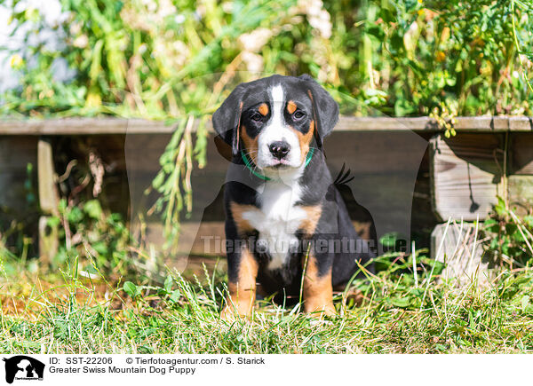 Groer Schweizer Sennenhund Welpe / Greater Swiss Mountain Dog Puppy / SST-22206