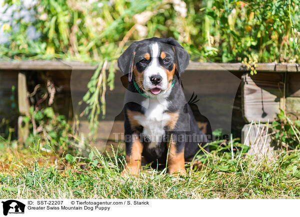 Groer Schweizer Sennenhund Welpe / Greater Swiss Mountain Dog Puppy / SST-22207