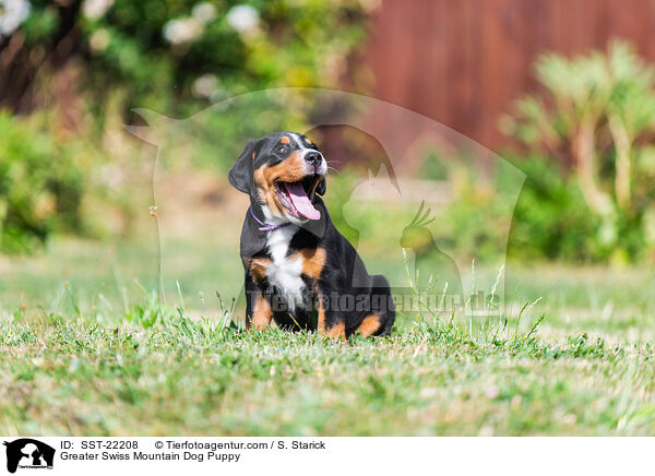 Groer Schweizer Sennenhund Welpe / Greater Swiss Mountain Dog Puppy / SST-22208