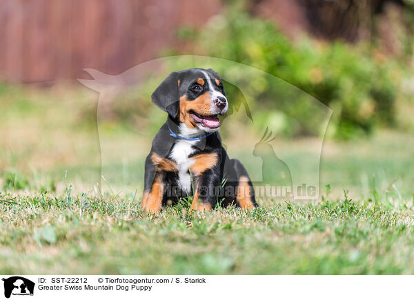Greater Swiss Mountain Dog Puppy / SST-22212