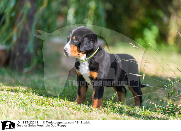 Groer Schweizer Sennenhund Welpe / Greater Swiss Mountain Dog Puppy / SST-22213