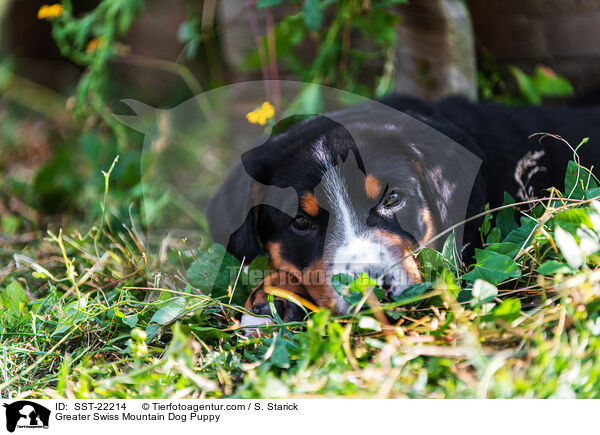 Groer Schweizer Sennenhund Welpe / Greater Swiss Mountain Dog Puppy / SST-22214