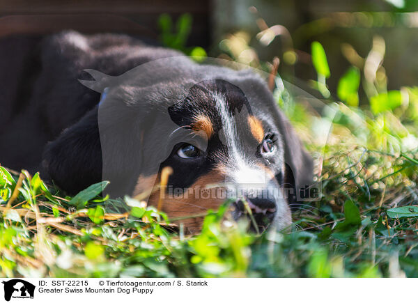 Greater Swiss Mountain Dog Puppy / SST-22215