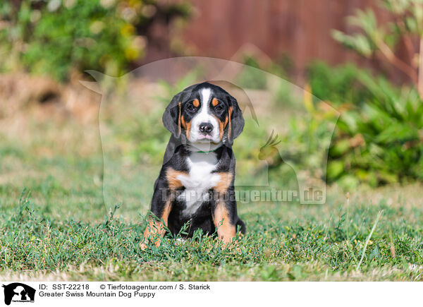 Greater Swiss Mountain Dog Puppy / SST-22218