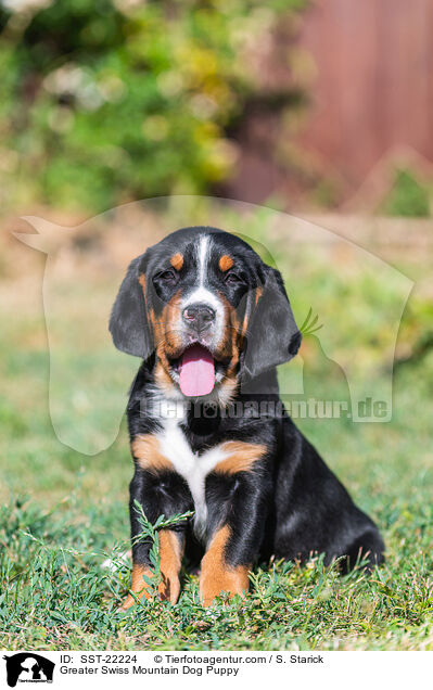 Greater Swiss Mountain Dog Puppy / SST-22224